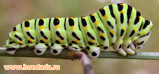 Махаон (Papilio machaon), гусеница